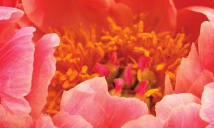 Pantone 2019 Color of the Year