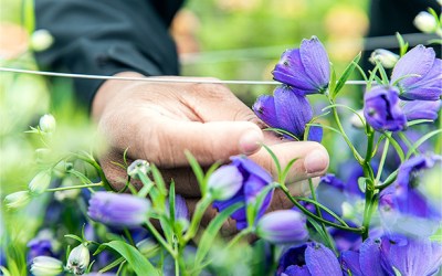 The Enchantment of Cut Flower Breeding