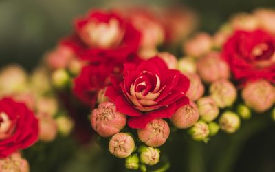 American Floral Endowment: 2025 Year in Review