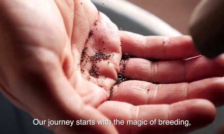 Colombian Flowers are Nurtured by Many Wonderful People