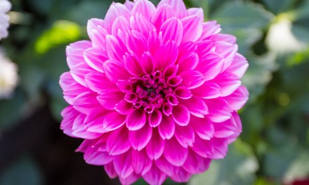 Society of American Florists to Induct 26 AAF and PFCI Honorees