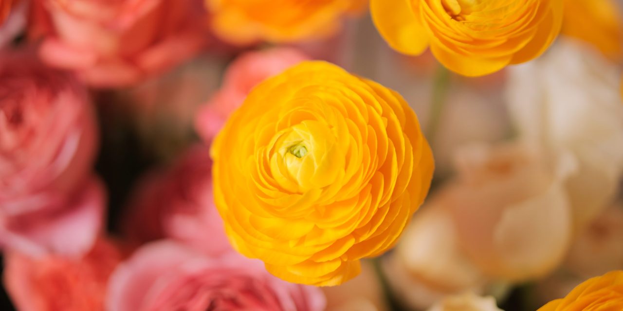 2025 Readers’ Choice Awards: Celebrating Your Favorites