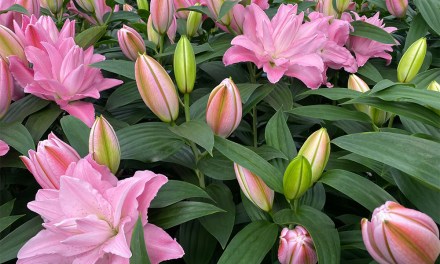 Dutch Lily Days 2023