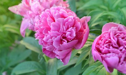 Peony