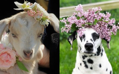 Call for Submission for the Pets in Petals Contest