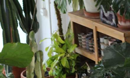 Solabee Flowers & Botanicals