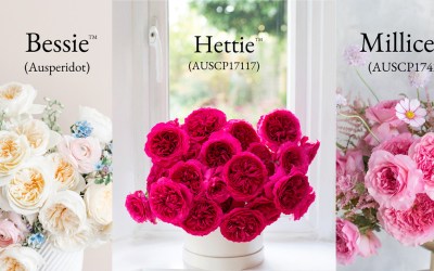David Austin Launches Three New Wedding Roses