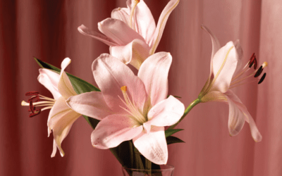 Care and Handling of Cut Flowers 