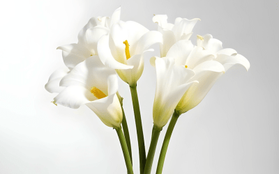 What to Do with Broken Flowers  